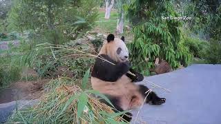 San Diego Zoo launches Panda Cam to people across the globe [upl. by Akoyn]