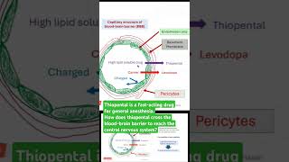 Thiopental crosses the bloodbrain barrier [upl. by Dittman671]
