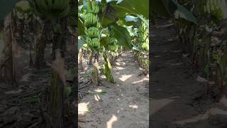 Visit To Banana Farm🌳🎋virelshortexploreforyoubananafortnitereelsindianfoodfruithealthy [upl. by Healy186]