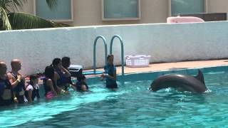 Dolphin Splash at Delphinus Aquarium in Cancun Mexico [upl. by Esirahs]