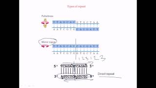 Direct repeat palindrome mirror repeat [upl. by Derfiniw278]