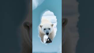 Polar Bears on Ice A Majestic Journey [upl. by Ad]