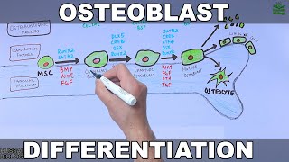 Osteoblast and its Differentiation [upl. by Vandyke608]