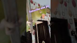 Parrot Talking funny parrot subscribe likecomment [upl. by Shaikh]