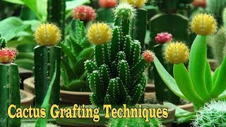 How to Graft Cactus  Grafted Cactus  Simple Crafts [upl. by Sudnak]