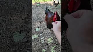 Horse Fly Vs Chicken shorts chickens horsefly [upl. by Eeltrebor]