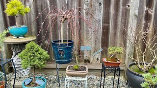 Garden Tour Planters 4K  February 10 2024 [upl. by Xyla]