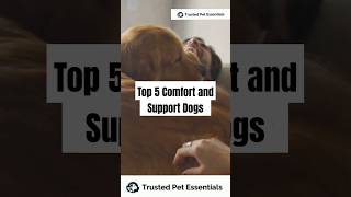 Top 5 Therapy Dogs You Need to Know 🐕❤️  Best Breeds for Comfort amp Support shorts shorts dogs [upl. by Rasec]