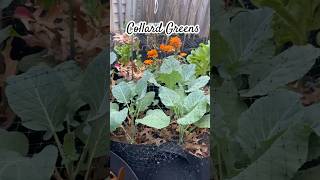 Fall and Winter Gardening Zone 8a [upl. by Nauqed]