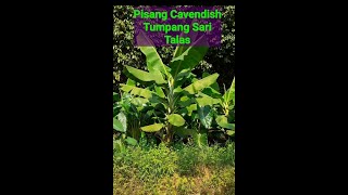 Pisang Cavendish Tumpangsari Talas [upl. by Tega]