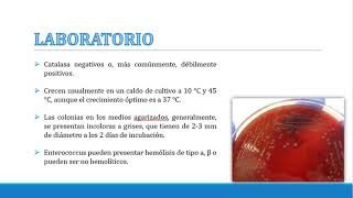 ENTEROCOCCUS FAECALIS 1 [upl. by Iram]