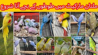 Multan Birds Market Flying Birds Rashadabad Latest Update All Fancy Birds Available [upl. by Enileve]