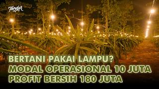 Untung 180 Juta Sekali Panen Setahun Bisa 4 Kali Panen Dengan Metode Lampu [upl. by Files47]