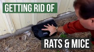 Getting rid of rats and mice with poison baits or glue boards [upl. by Erminna]