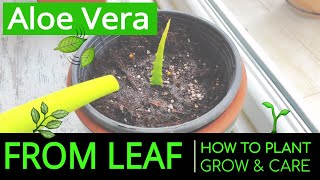 How to Plant amp Grow Aloe Vera at Home from Leaf Planting amp Caring Aloe Vera in a Pot [upl. by Iralav]