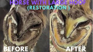 Shire Horse Complete restoration Shire Horse Restoration Compilation shirehorse huge massivehoof [upl. by Ailegnave]