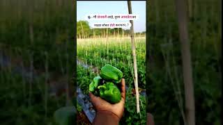 आवडेल का 😍 shortvideo agriculture farming farmer love traditionalagriculture shorts trend [upl. by Novelia]