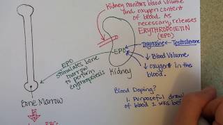 Erythropoiesis Red Blood Cell Formation [upl. by Honoria]