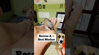 Rescue A Bird Mother 🥹  minivlog [upl. by Rurik890]