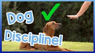 How to Correctly Tell a Dog Off Dog Discipline VS Punishment [upl. by Lipson]