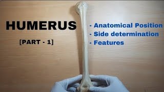 humerus bone anatomy 3d  anatomy of humerus bone attachments anatomy  bones of upper limb [upl. by Anauqcaj]