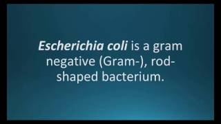 How to pronounce Escherichia coli E coli Pharmcabulary for Memorizing Pharmacology Flashcard [upl. by Eelessej613]