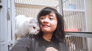 Kucing termahal di Dunia [upl. by Euv]