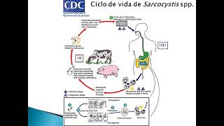 Sarcocystis spp Blastocystis sp [upl. by Sterne]