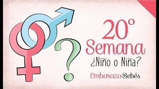 SEMANA 20 de Embarazo  5º Mes  Semana a semana [upl. by Fahland944]