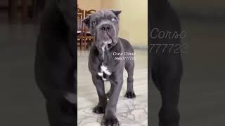 Cane Corso [upl. by Eelessej11]