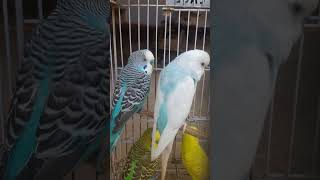 wow amazing video beautiful parrots and best sound best colour of beautiful parrots [upl. by Thgirw]