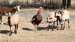 Ram Sheep vs Tom Turkey [upl. by Ayotak]