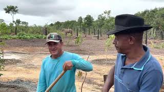 TÕE MOSTRA COMO CUIDAR DAS PLANTAS NA FAZENDA DE CHARLLES NO GOIÁS  PALPITES 1403  LAMPIONSBET [upl. by Mohamed]