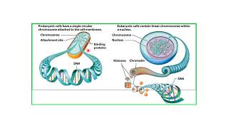 Difference between circular and Linear DNA [upl. by Bobbie]