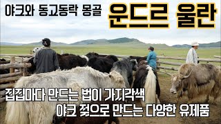 15가지가 넘는 유제품의 재료가 야크젖 운드르 울란에서 야크와 함께 사는 사람들 [upl. by Eerihs446]