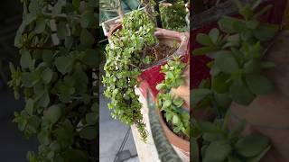 🌱Jade Plant Care Tips🪴🥰homegarding 🏡🧑‍🌾🪴🥰ytshots viralshorts [upl. by Yllen543]