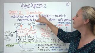 Protein Synthesis [upl. by Ebbarta]