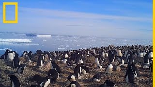 Explora una colonia oculta de 15 millones de pingüinos antárticos  National Geographic en Español [upl. by Ora439]