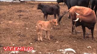 Formiche Alto Teruel GanaderÍa El Portero Videos Taurinos EL BOU NOSTRE AMIC [upl. by Kamp]