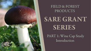 Wine Cap Stropharia Mushroom Research  SARE Grant Series Part 1 [upl. by Amla]