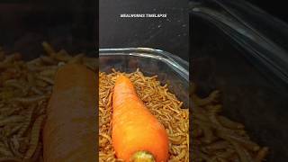 Mealworms Vs 🥕 🥒 and 🍆 food wormlapse petfood insects mealworms petcare MealwormTimelapse [upl. by Ynomrah]