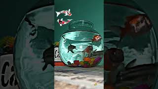 Fish Bowl goldenfish fishlover💗 short shortsvideo aquariumpets petfish wildfish petfish yt [upl. by Ardnic]