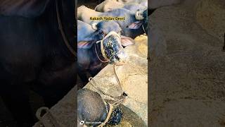 Aakash Yadav Deyri  Buffalo Dairy Farm  Murrah Buffalo New Video 2024  Murrah Buffalo 2024 [upl. by Baggett610]