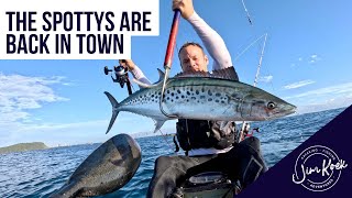 THE SPOTTYS ARE BACK IN TOWN  Kayak Fishing  GoldCoast Australia [upl. by Enomyar]