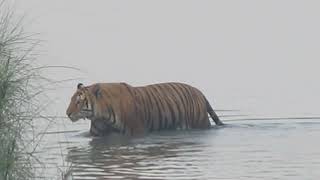 Bardiya national park tiger [upl. by Stanislaus]