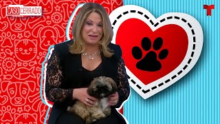 Caso Cerrado Special Pets love  Telemundo English [upl. by Magree]