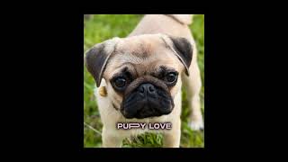 Puppy Love 💗💗pug puppy puppylove [upl. by Avihs]