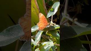 Gulf Fritillary Butterfly [upl. by Alathia]