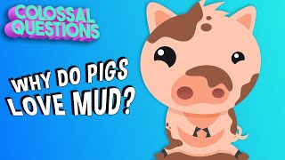 Why Do Pigs Like Mud  COLOSSAL QUESTIONS [upl. by Halimeda970]