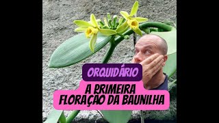 A primeira floração da minha Baunilha [upl. by Anined111]